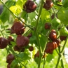 Острый перец Trinidad Scorpion Moruga Chocolate