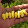 Острый перец Habanero Peruvian White