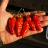 Острый перец Naga Morich