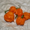 Острый перец Bahamian Goat pepper