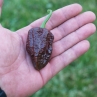 Острый перец Big Black Mama