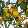 Мини Белл желтый сладкий перец (Mini bell yellow)
