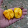 Острый перец 7Pot Brainstrain Yellow