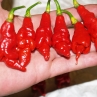Острый перец Trinidad Scorpion Long SR