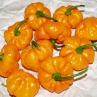 Острый перец Scotch Bonnet TFM