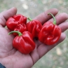 Острый перец Surinam Red