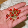 Острый перец Dwarf Chiltepin