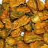 Острый перец Bhut Jolokia Mustard (Бхут Джолокия Мустард)
