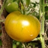 Томат Emerald Applle