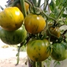 Томат Val's Green