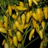 Острый перец Aji Mochero