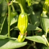 Пеперончино Грик острый перец (Pepperocini Greek)