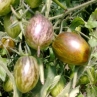 Томат Brad's atomic grape
