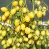 Томат Barry's Crazy Cherry Tomato