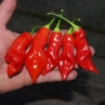 Острый перец Sugar rush red