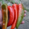 Острый перец Piluca