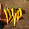Острый перец Yellow Cayenne