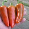 Острый перец Mammoth Jalapeno