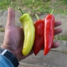 Острый перец Hungarian Hot Wax
