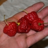 Острый перец Aji Cachucha