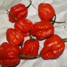 Острый перец JAFSH Red
