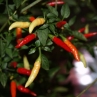 Табаско острый перец (Tabasco)