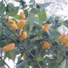 Острый перец Habanero Neon Yellow