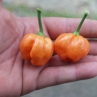 Острый перец Kitchenpepper peach