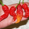 Острый перец Jay's Ghost Scorpion Red