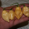 Острый перец 7 Pot White