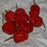 Острый перец 7 Pot Infinity