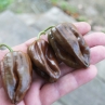 Острый перец Habanero Ebony Giant