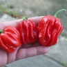 Острый перец Habanero el Remo