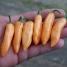Острый перец Mako Kokoo peach