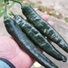 Острый перец Cacho Negro