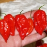 Острый перец Fatalii Red