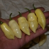 Острый перец 7 Pot White long