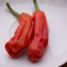 Петер Пеппер Красный острый перец (Peter Pepper Red)