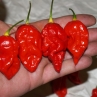 Острый перец Big Bang Red