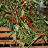 Цереза острый перец (Cereza)