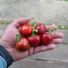 Сладкий перец Sweet Cherry