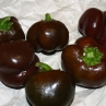Сладкий перец Beauty Chocolate