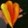 Сладкий перец Banana sweet