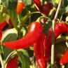 Пеперончино Италия острый перец (Pepperoncini Italy)