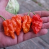 7 Pot Barrackpore