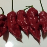 Острый перец 7 Pot Gravedigger