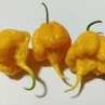 Острый перец Yellow Ripper