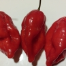 Острый перец Maldivian Heart