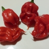 Острый перец Bhutlah Scorpion