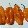Острый перец Carbonero